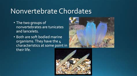 how are tunicates and lancelets similar to each other